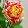 Rosa Party Ranuncula